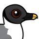 Sabine's Gull