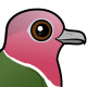 Pink-headed Fruit Dove