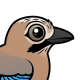Eurasian Jay