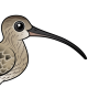 Eurasian Curlew