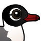 Franklin's Gull