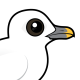 Ivory Gull