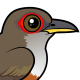 Puerto Rican Lizard-Cuckoo