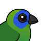 Blue-faced Parrotfinch