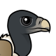 Indian Vulture