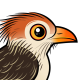 Guira Cuckoo