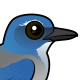 Woodhouse's Scrub-Jay