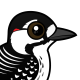 Red-cockaded Woodpecker