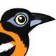 Venezuelan Troupial