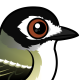 Black-capped Vireo