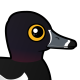 Ring-necked Duck