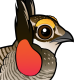 Lesser Prairie-Chicken
