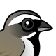 Black-throated Sparrow