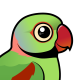 Alexandrine Parakeet