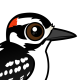 Hairy Woodpecker