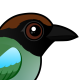 Hooded Pitta