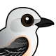 Scissor-tailed Flycatcher