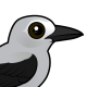 Clark's Nutcracker