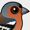Birdorable Common Chaffinch