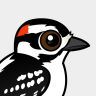 Birdorable Downy Woodpecker