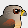 Birdorable Red-shouldered Hawk