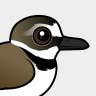 Birdorable Wilson's Plover