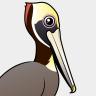 Birdorable Brown Pelican