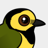 Birdorable Hooded Warbler