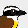 Birdorable Great Kiskadee
