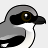 Birdorable Loggerhead Shrike