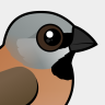 Birdorable Black-throated Finch
