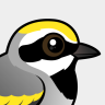Birdorable Golden-winged Warbler