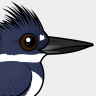 Birdorable Belted Kingfisher