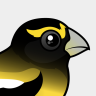 Birdorable Evening Grosbeak