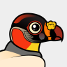 Birdorable King Vulture