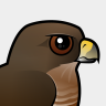 Birdorable Broad-winged Hawk