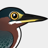 Birdorable Green Heron