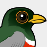 Birdorable Elegant Trogon