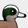 Birdorable American Wigeon