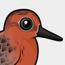 Birdorable Red Knot