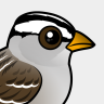 Birdorable White-crowned Sparrow