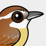 Birdorable Carolina Wren