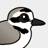 Birdorable Snowy Plover