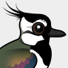Birdorable Northern Lapwing