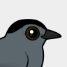 Birdorable Gray Catbird