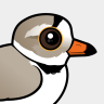 Birdorable Piping Plover