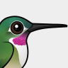 Birdorable Broad-tailed Hummingbird