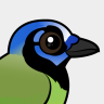 Birdorable Green Jay