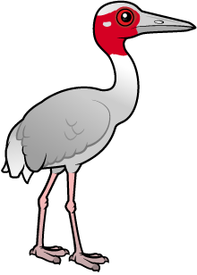 Sarus Crane
