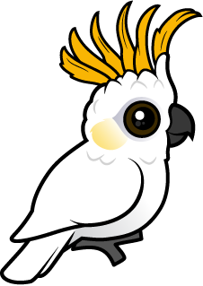 Yellow-crested Cockatoo